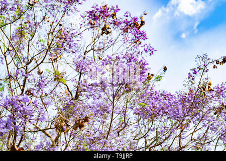 Tabebuia rosea fleurs magenta fleurs sur les branches avec des feuilles vertes et ciel bleu ensoleillé. Le bel amour floral romantique Banque D'Images