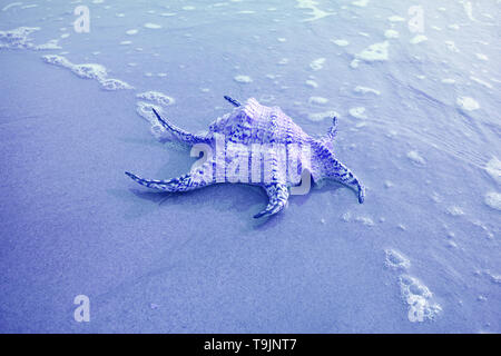 Spider Chiragra Conque isoler sur la plage de sable de couleur bleue avec Seafoam Banque D'Images