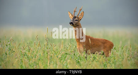 Chevreuil buck standing in tall grass looking away with copy space Banque D'Images