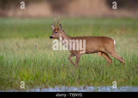 Chevreuil buck dans un manteau d'hiver au printemps marche sur un livre vert prairie inondée Banque D'Images