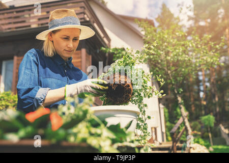 Jardinier planter des fleurs femelles dans la région de cache-pot à la maison jardin Banque D'Images