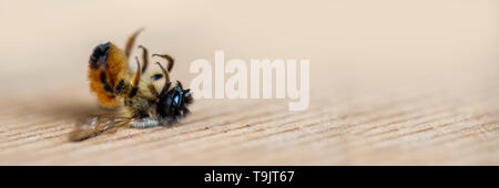 Gros plan d'une abeille morte gisant sur le sol Banque D'Images