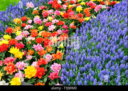 Grand Parterre de tulipes multicolores en Pays-Bas Banque D'Images