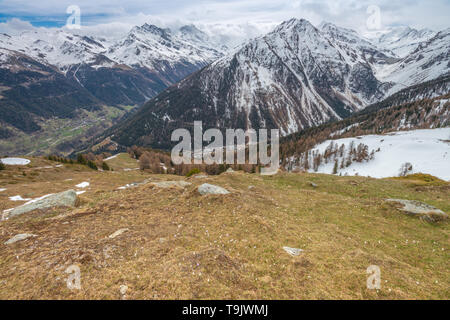 Crocus en fleurs, mountain wildflowers fleurissent sur les pentes d'une vallée de montagne suisse. Des vues sur les Alpes après une randonnée dans la région du Valais Suisse. Banque D'Images