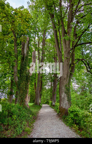 Avenue de printemps à Seehausen am Staffelsee, Upper Bavaria, Bavaria, Germany, Europe Banque D'Images