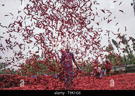 Bogra, Bangladesh. 05th avril 2019. Les femmes bangladaises traitent et dessèchent le piment rouge sous le soleil sur un terrain de séchage au piment rouge à la périphérie de Banque D'Images