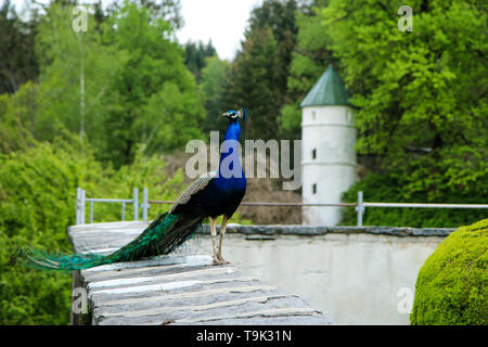 L'adulte peacock est debout sur un mur dans le jardin du château et posant. Nice et oiseaux colorés. Banque D'Images