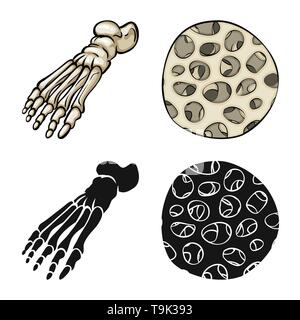 Fibre,pieds,sain,cheville,scientifique,la podologie,avant-pied,muscle épithélium,DE,panneaux,épiderme,les pieds plats,mouvement,tendon,cell,tissu,dommage,structure,médecine,clinique,biologie,médical,os,,squelette anatomie,des,organes,,set,icône,,illustration,collection,isolé,design,graphisme,élément,signe, vecteurs vecteur , Illustration de Vecteur