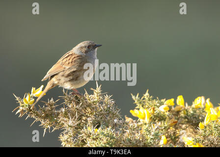 Un joli nid, Prunella modularis, perché sur un buisson d'ajoncs en fleurs. Banque D'Images