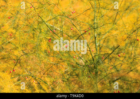 Après la récolte d'asperges en automne jaune et buissons verts sont de plus en plus sur le terrain avec de nouvelles graines rouge buillding un site web de brindilles fragiles Banque D'Images