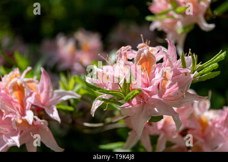 Delicatissimum Rhododendron. Occidentale azalea hybride. Ericaceae.Pink rhododendron flower au printemps. Banque D'Images