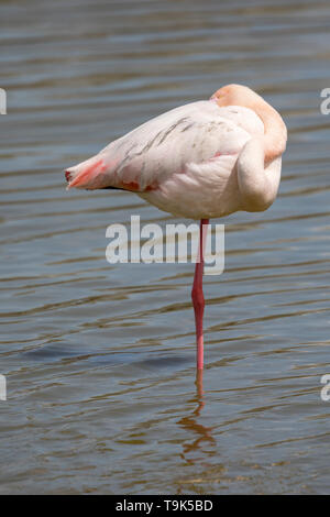 Plus de flamants roses, Phoenicopterus roseus, debout dans l'eau avec sa tête entre son aile et son oeil ouvert en Camargue, France. Banque D'Images