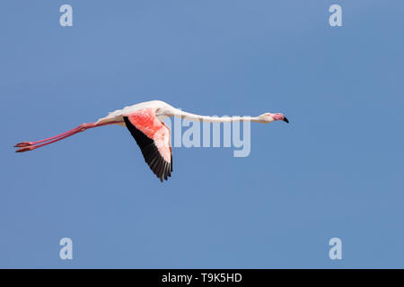 Plus de flamants roses, Phoenicopterus roseus, battant en Camargue, France. Banque D'Images