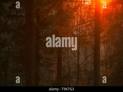 Magnifique coucher de soleil paysage. Soleil qui brille à travers les arbres des forêts. Le sentiment naturel de rêve. Banque D'Images