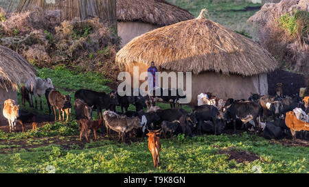 Tôt le matin avec le troupeau dans le kraal, Village Maasai, Ngorongoro Conservation Area, Tanzania Banque D'Images