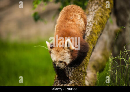 Portrait d'un panda rouge (Ailurus fulgens) avec mignon à la capture des détails riches en apparence et fourrures couleurs contrastée Banque D'Images