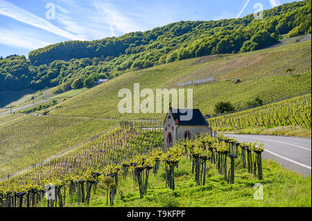 Piesporter Goldtröpfchen (vignoble), Vallée de la Moselle, Allemagne Banque D'Images