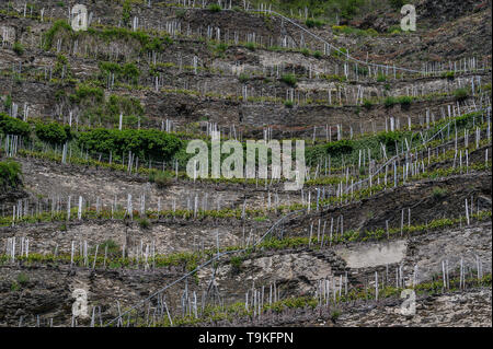 Vignobles de Varazze, vallée de la Moselle, Allemagne Banque D'Images