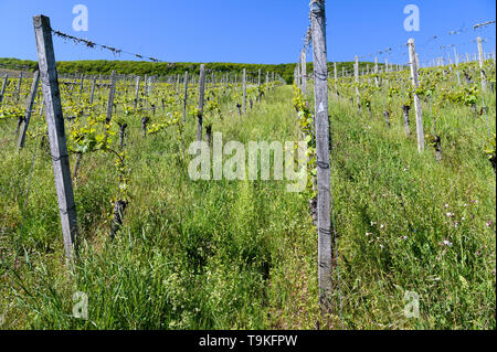 La biodiversité dans les vignobles à Piesport Piesporter Goldtröpfchen (vallée de la Moselle), Allemagne Banque D'Images