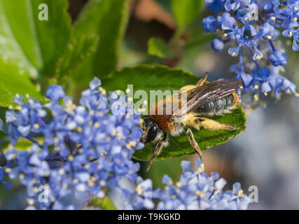 Andrena haemorrhoa (début de l'exploitation minière, de l'abeille à queue Orange mining bee) la collecte du pollen de lilas californien (Ceanothus) au printemps (mai), West Sussex, UK Banque D'Images