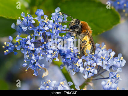 Andrena haemorrhoa (début de l'exploitation minière, de l'abeille à queue Orange mining bee) la collecte du pollen de lilas californien (Ceanothus) au printemps (mai), West Sussex, UK Banque D'Images