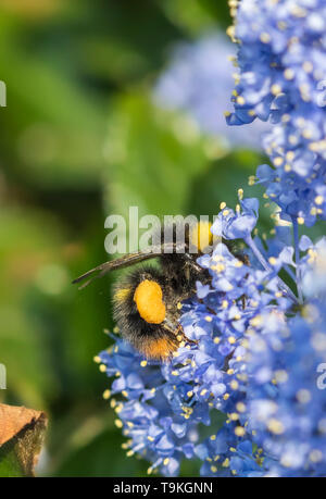 Bombus pratorum travailleur (Début Bumblebee) la collecte du pollen d'un lilas californien (Ceanothus) au printemps (mai) dans le West Sussex, Royaume-Uni. Abeille. Banque D'Images