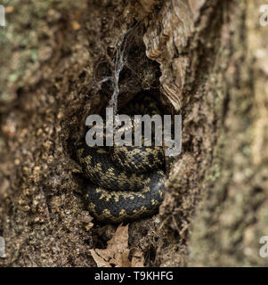 Le jeune homme Adder se courbait dans le fond d'un arbre, Minsmere Suffolk. Banque D'Images