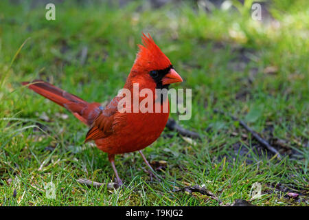 Le cardinal mâle rouge vif à l'ombre des grands arbres. Banque D'Images