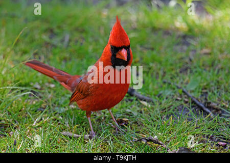 Le cardinal mâle rouge vif à l'ombre des grands arbres. Banque D'Images
