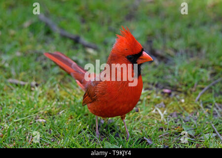Le cardinal mâle rouge vif à l'ombre des grands arbres. Banque D'Images
