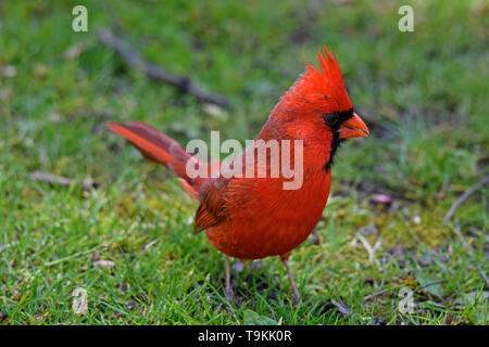 Le cardinal mâle rouge vif à l'ombre des grands arbres. Banque D'Images