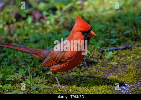 Le cardinal mâle rouge vif à l'ombre des grands arbres. Banque D'Images