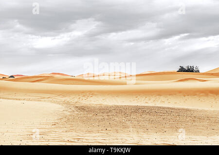 Dunes de sable et de palmiers dans le désert du Sahara, Maroc Banque D'Images