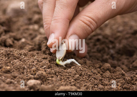 La plantation de graines germées main femme de moelle dans le sol dans le potager, gros plan Banque D'Images