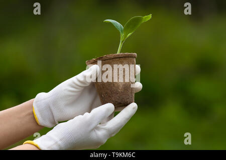 Les mains dans les gants des semis de moelle holding dans le jardin Banque D'Images