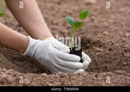 Les mains dans les gants des semis de moelle holding dans le jardin Banque D'Images