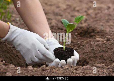 Les mains dans les gants des semis de moelle holding dans le jardin Banque D'Images