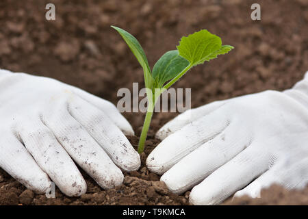 Les mains dans les gants des semis de moelle holding dans le jardin Banque D'Images