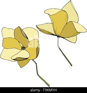 Magnolia fleurs botanique vecteur foral. L'art de l'encre jaune gravé illustration magnolia isolés élément. Illustration de Vecteur