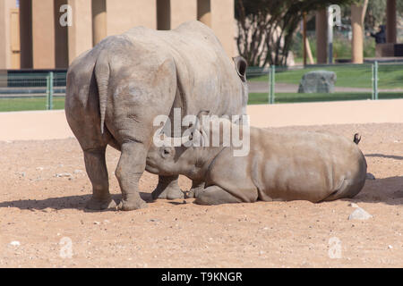 Une mère et son bébé de soins infirmiers de rhinocéros dans le sable dans le désert. (Ceratotherium simum) Banque D'Images