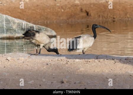 Ibis sacré paire debout dans le soleil du soir à côté d'un lac d'eau (Threskiornis aethiopicus). Banque D'Images