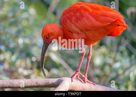 Ibis rouge (Eudocimus ruber) assis sur une branche Banque D'Images