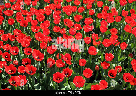 Plantation de tulipes rouges. Des fleurs. Fleurs de Printemps Banque D'Images