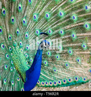 Paon bleu indien (paons, pavo cristatus) avec ses plumes de queue ouvrir Banque D'Images