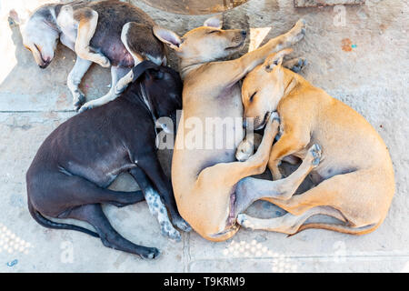 Les malades et les pauvres sans-abri errant ou vagabonds chien dormir sur marbre, Varanasi, Inde Banque D'Images