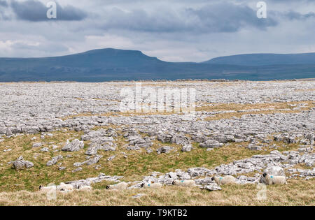 Lapiez - une zone de calcaire érodé par l'eau - dans les vallées du Yorkshire, UK, avec le Pen-y-ghent dans l'arrière-plan Banque D'Images