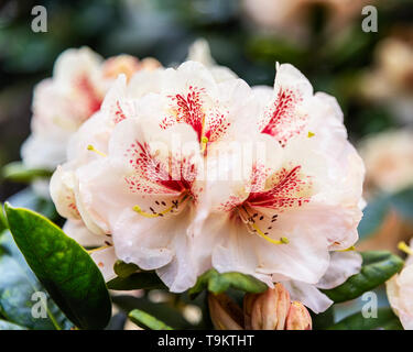 Close up de certaines fleurs rhododendron blanc. Banque D'Images