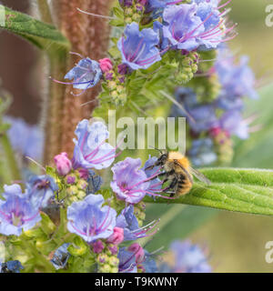 L'on croit être une abeille / Bombus pascuorum carde de nourriture dans un mélange de bleu fleur. Les abeilles concept. Banque D'Images