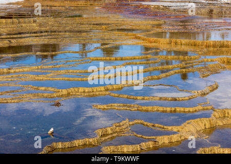 Mammoth Hot Springs, parc national de Yellowstone Banque D'Images