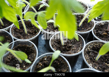 Les semis de tomates dans le plastique des pots, Close up Banque D'Images